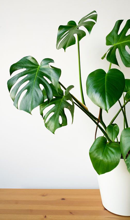Estos son los cuidados que necesita la Monstera deliciosa