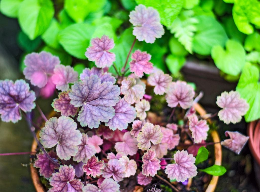 Heuchera planta de exterior