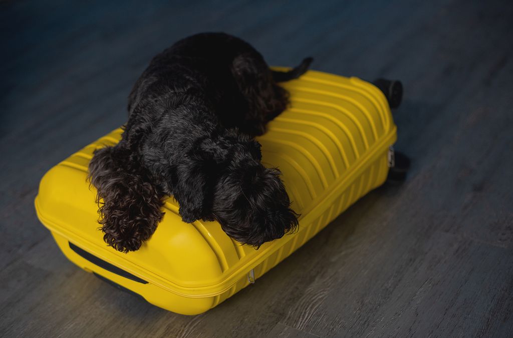 Desde abril de 2026, viajar con mascotas por la UE exige cumplir requisitos más estrictos y llevar toda la documentación al día