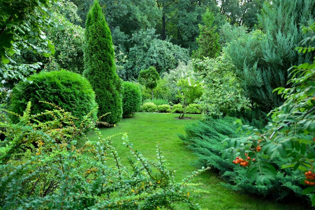 Jardín con coníferas y verde