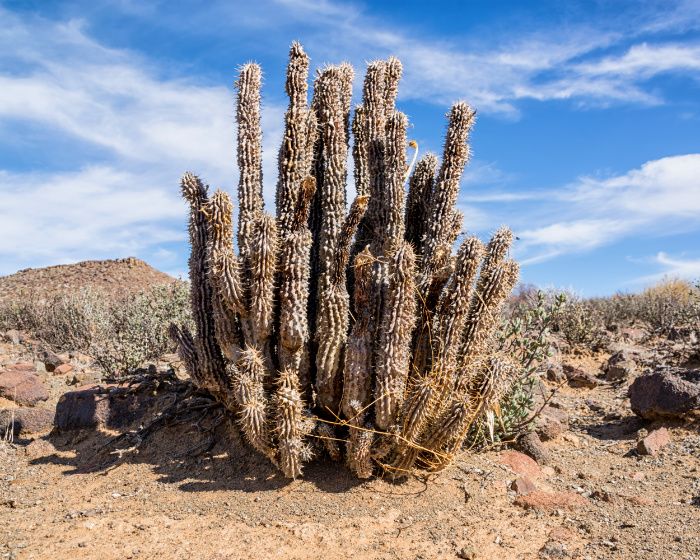 la planta hoodia para ayudar a perder peso