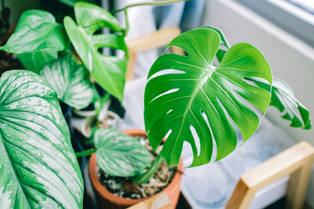 A la monstera (‘Monstera deliciosa’) le conviene un sustrato aireado