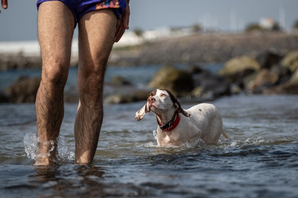 Ola de calor en España: perro bañándose en Tenerife 