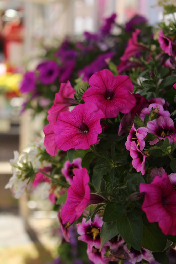 Petunias rosas. 