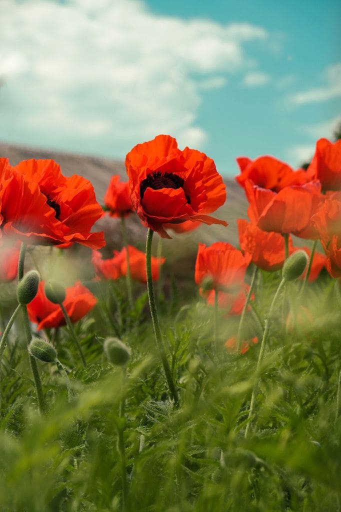 Amapola o Papaver
