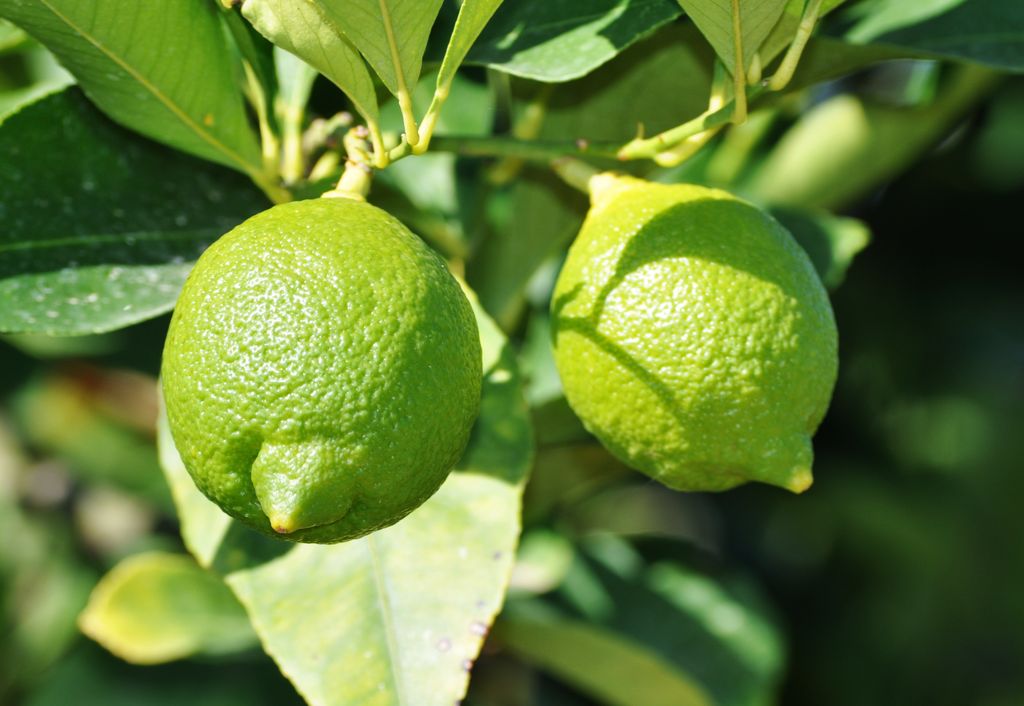Limones