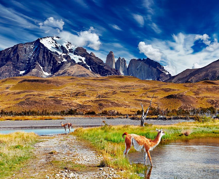 Guanacos en Torres del Paine, Chile