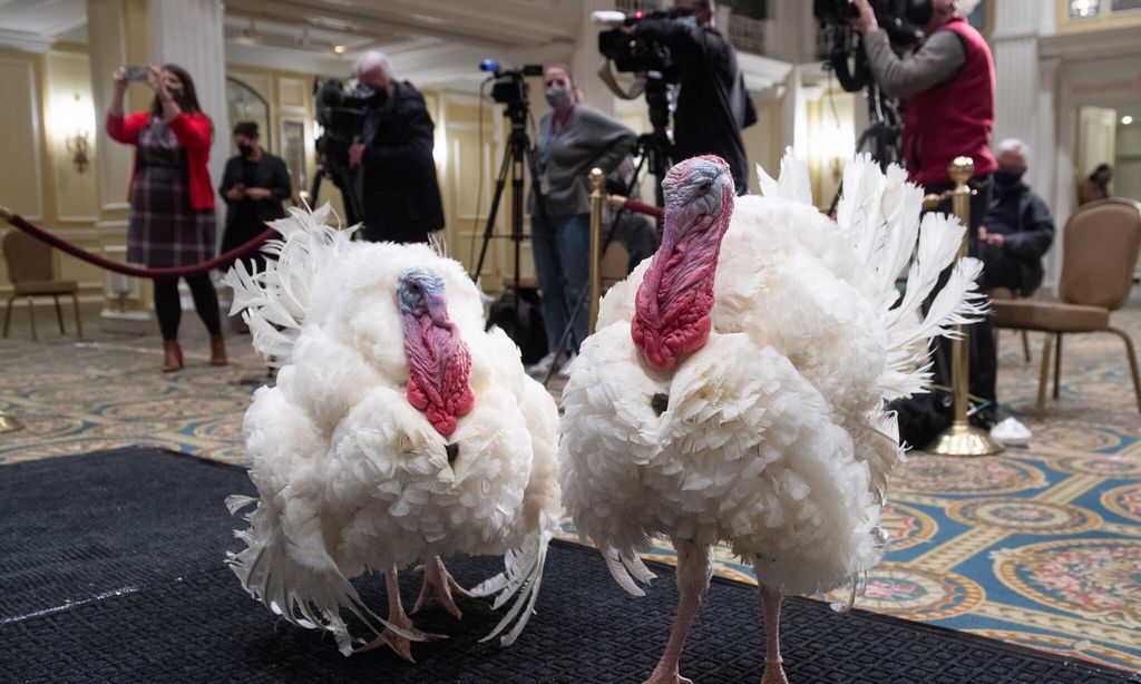pavos de thanksgiving