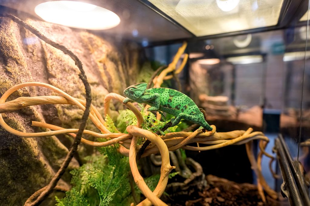 Camaleón en un terrario