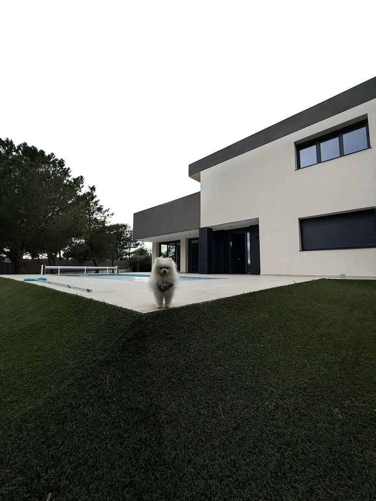 Romeo, el perrito de Melyssa, en el jardín de su nueva casa