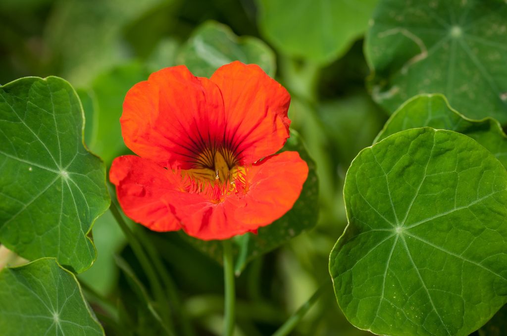 Flor de capuchina