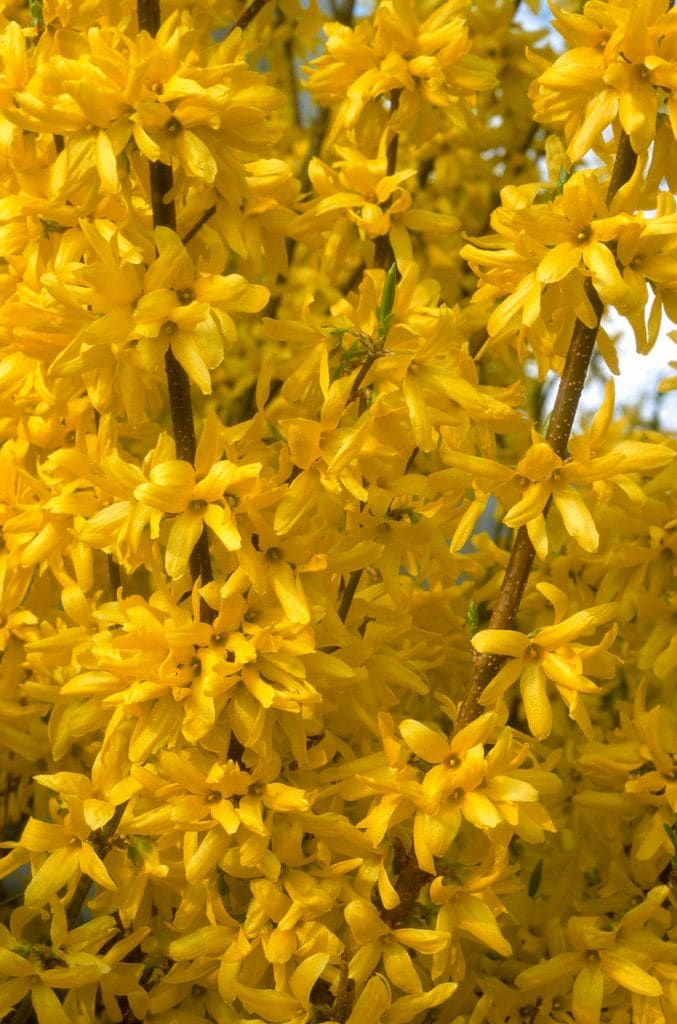 Forsythia