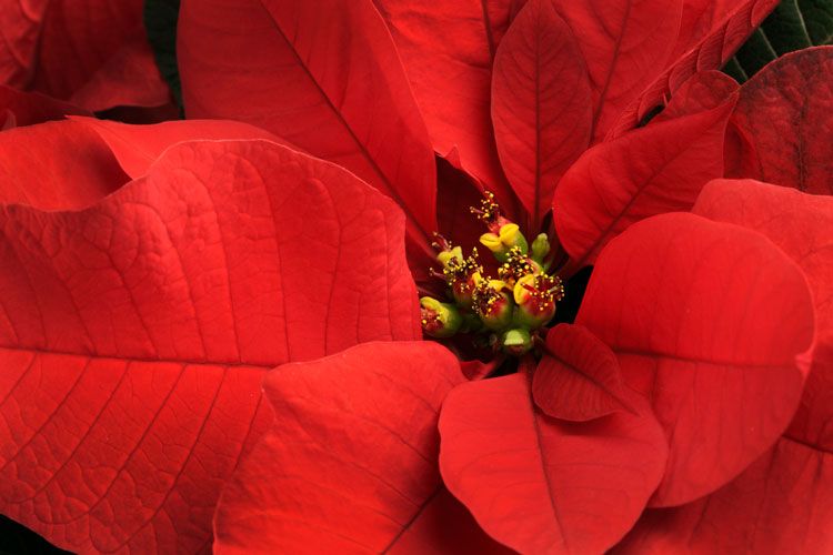 Flores de la poinsettia rodeada de sus brácteas de color rojo