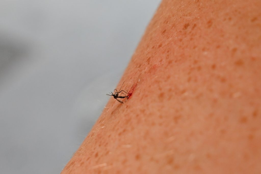 Las picaduras del mosquito tigre suelen provocar una reacción más intensa que las de otros mosquitos, con enrojecimiento, inflamación y un picor especialmente persistente