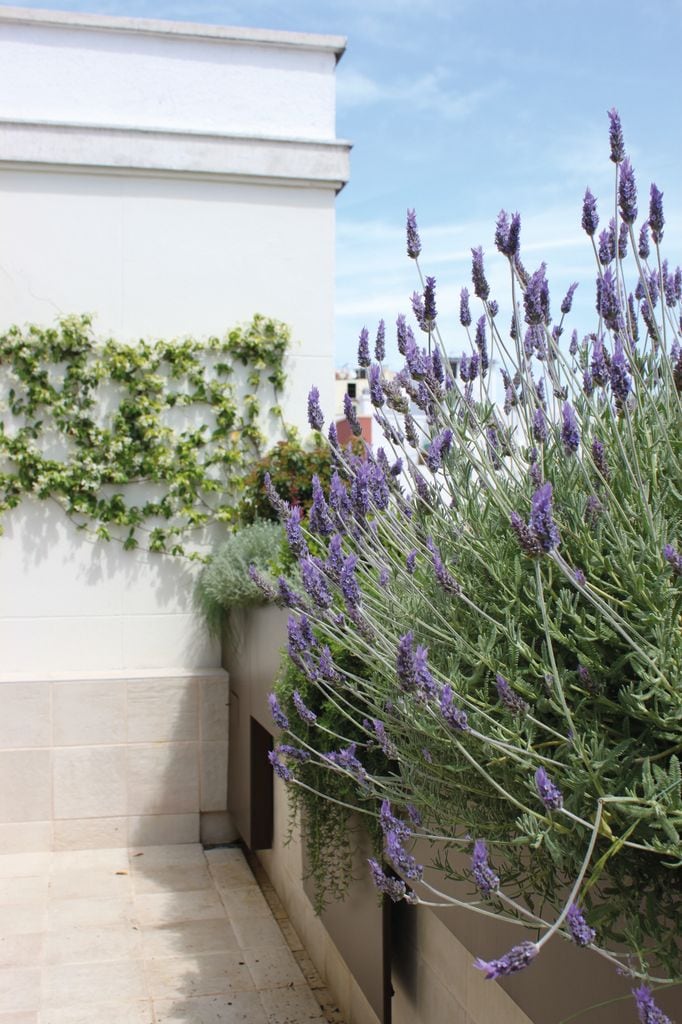 Terraza con lavandas