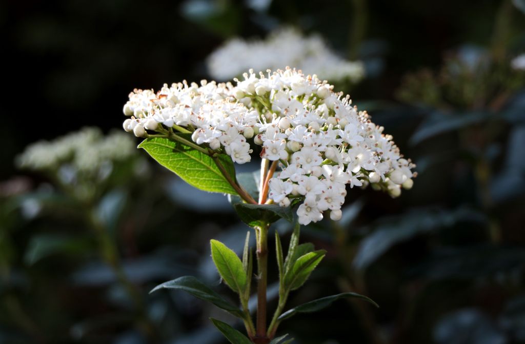 Flor blanca del durillo (‘Viburnum tinus’)
