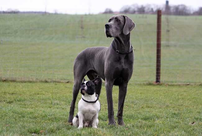 Un gran danés posando en la foto junto a un buldog