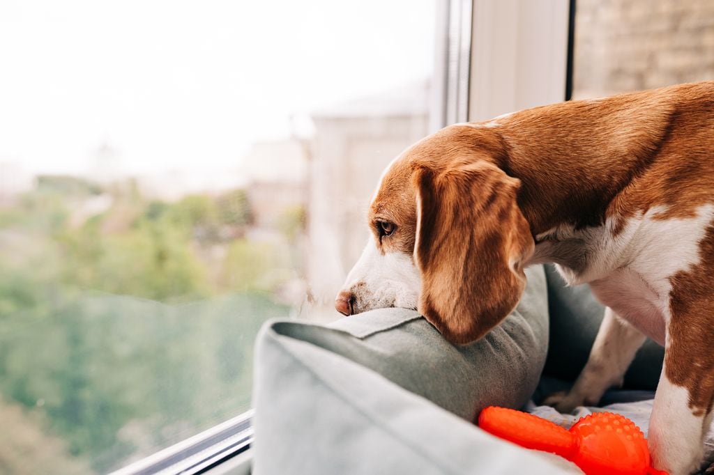 Perro triste mirando por la ventana