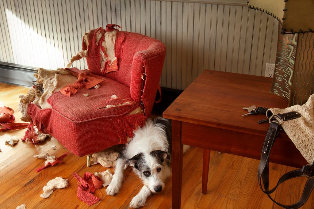 Perro destrozando un sillón 