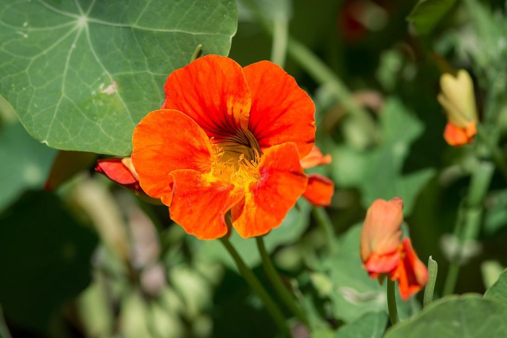 Capuchina roja