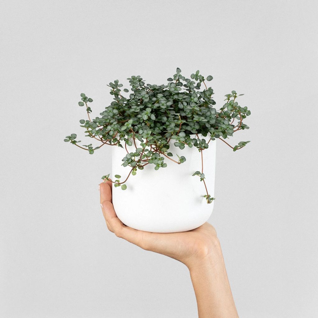Pilea glauca