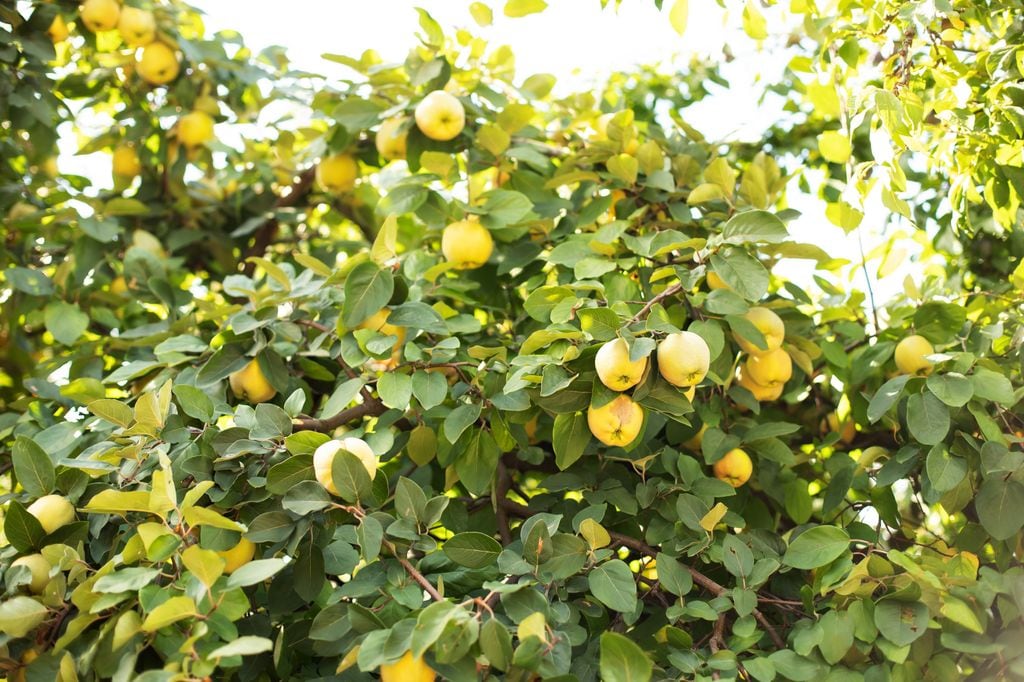 Membrillero con fruto.