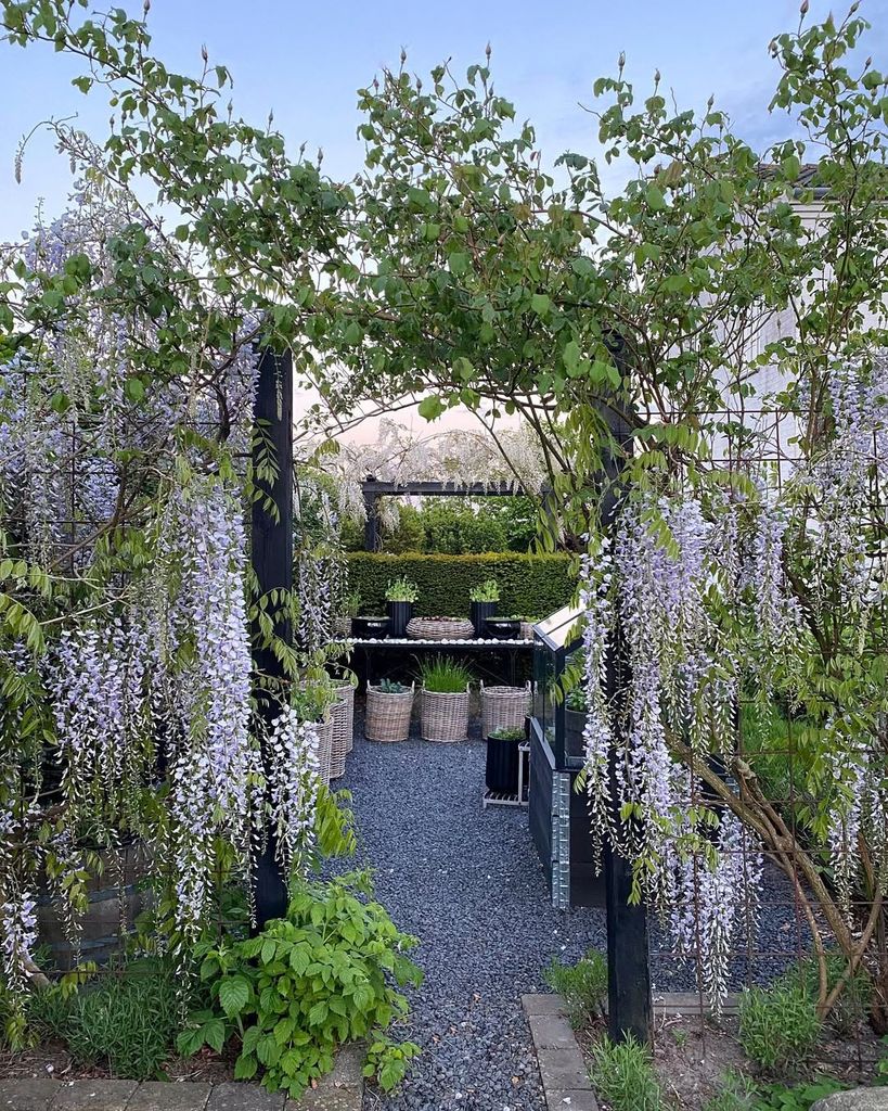 Jardín con glicinias