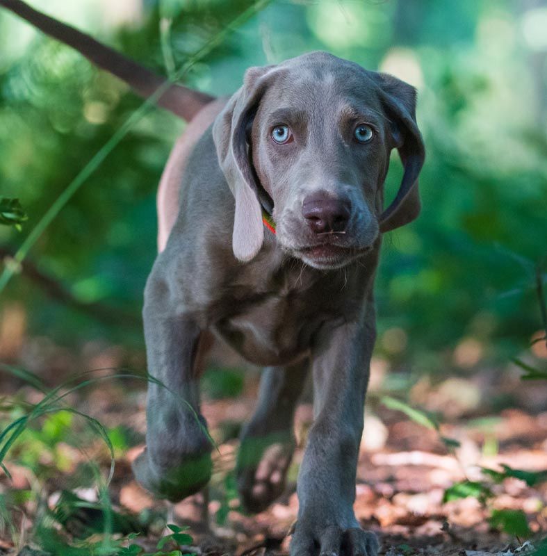 que raza de perros tienen ojos dorados
