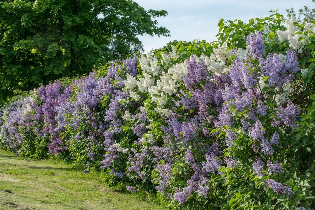 Lila o Syringa, arbusto con flor.