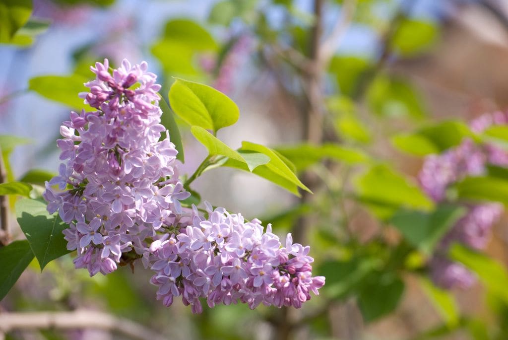 Lila o Syringa, arbusto con flor.