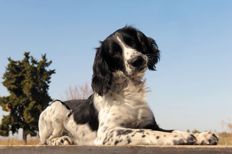son los springer spaniels ingleses buenos perros de familia