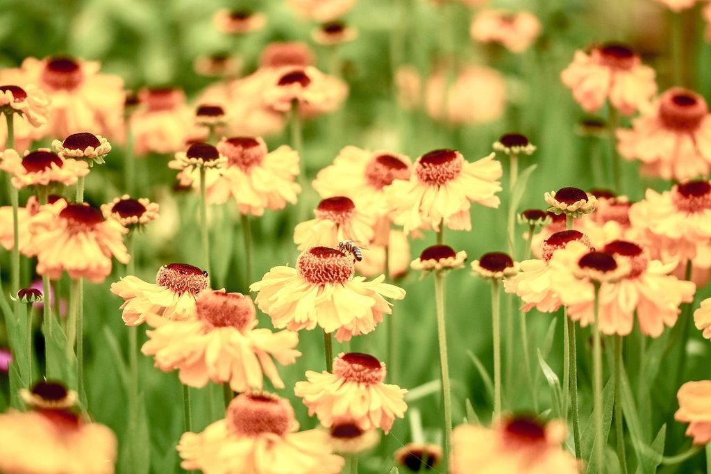 Flores amarillas