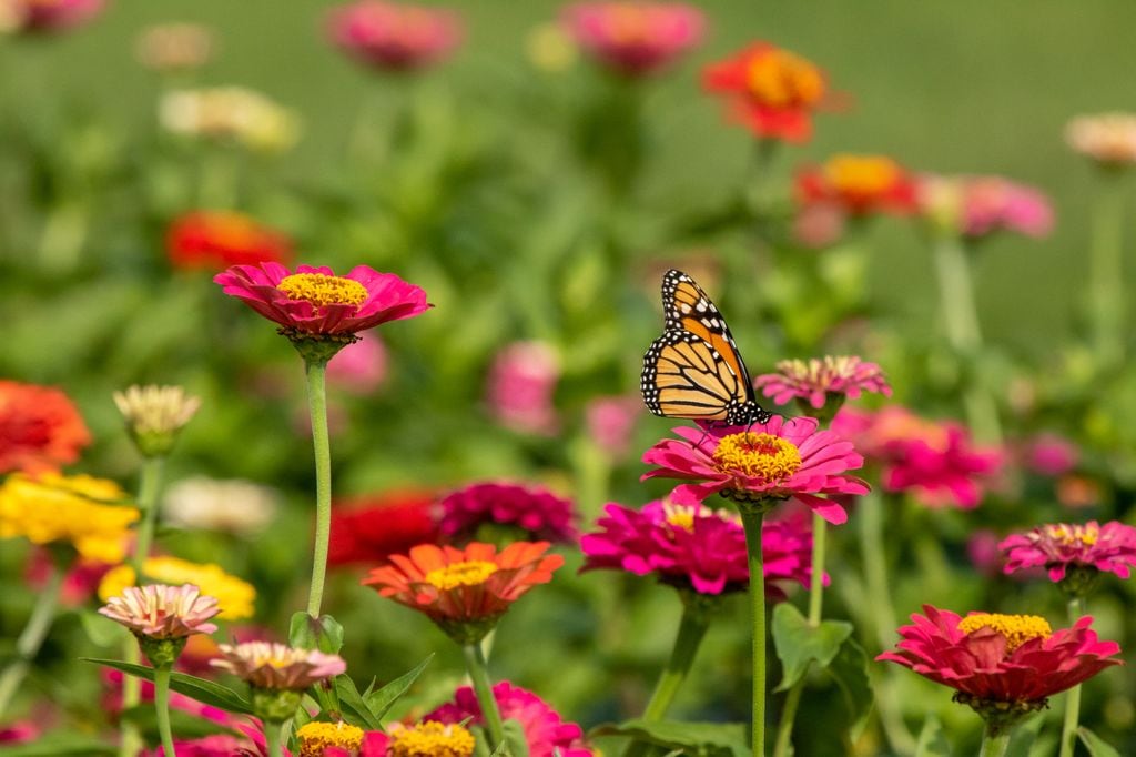 Zinnias con mariposa