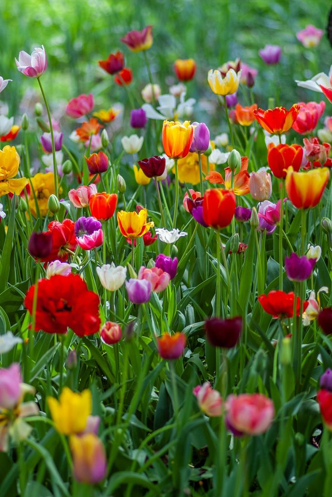 Tulipanes