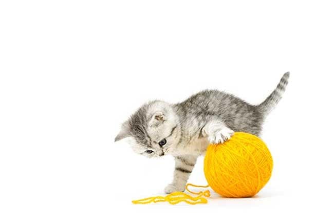 Gato jugando con un ovillo