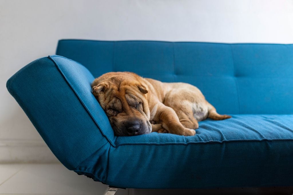 perro durmiendo