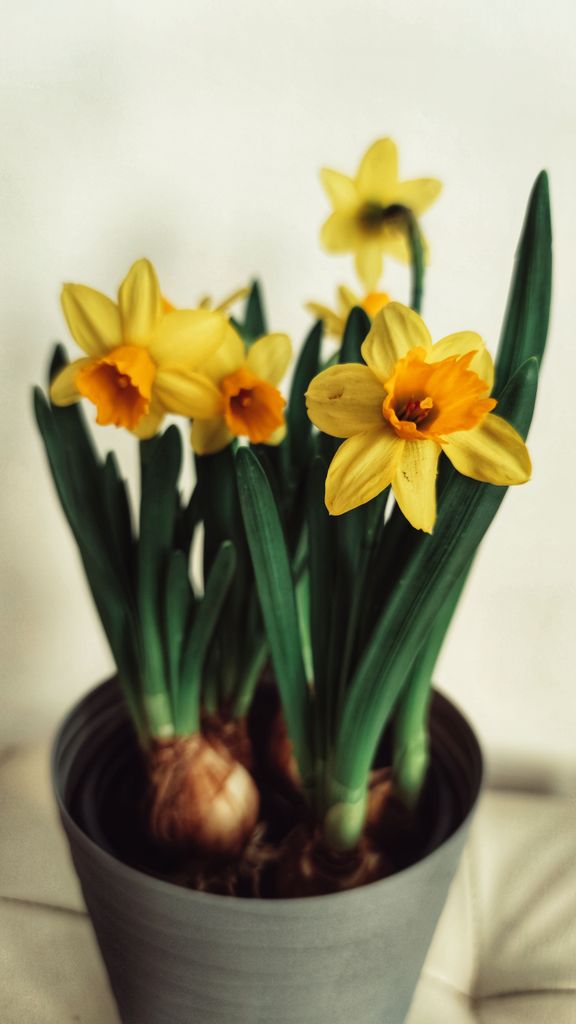 Narciso. 