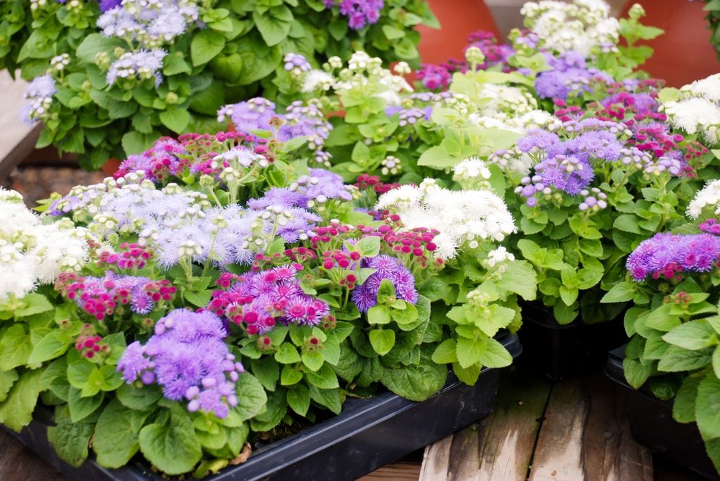 Agérato o damasquino ('Ageratum houstonianum') de colores distintos
