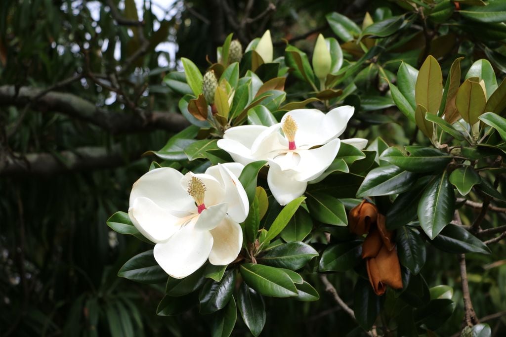 Magnolia grandiflora