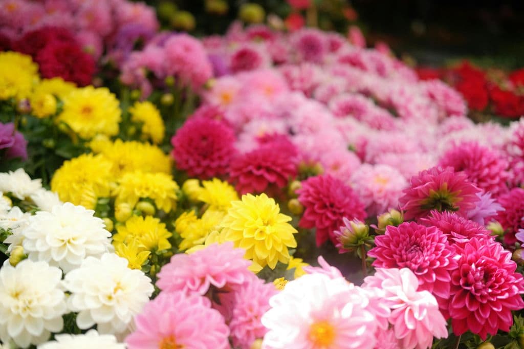 Crisantemos de diversos colores: flores amarillas, blancas, rosas y fucsias