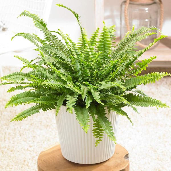 Helecho Nephrolepis de Boston Amazon