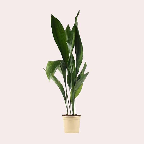Planta verde Aspidistra en maceta de 17 cm