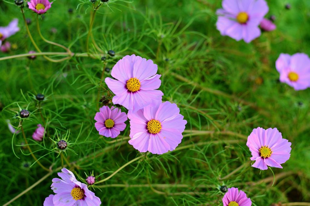 Flores de Cosmos bipinnatus