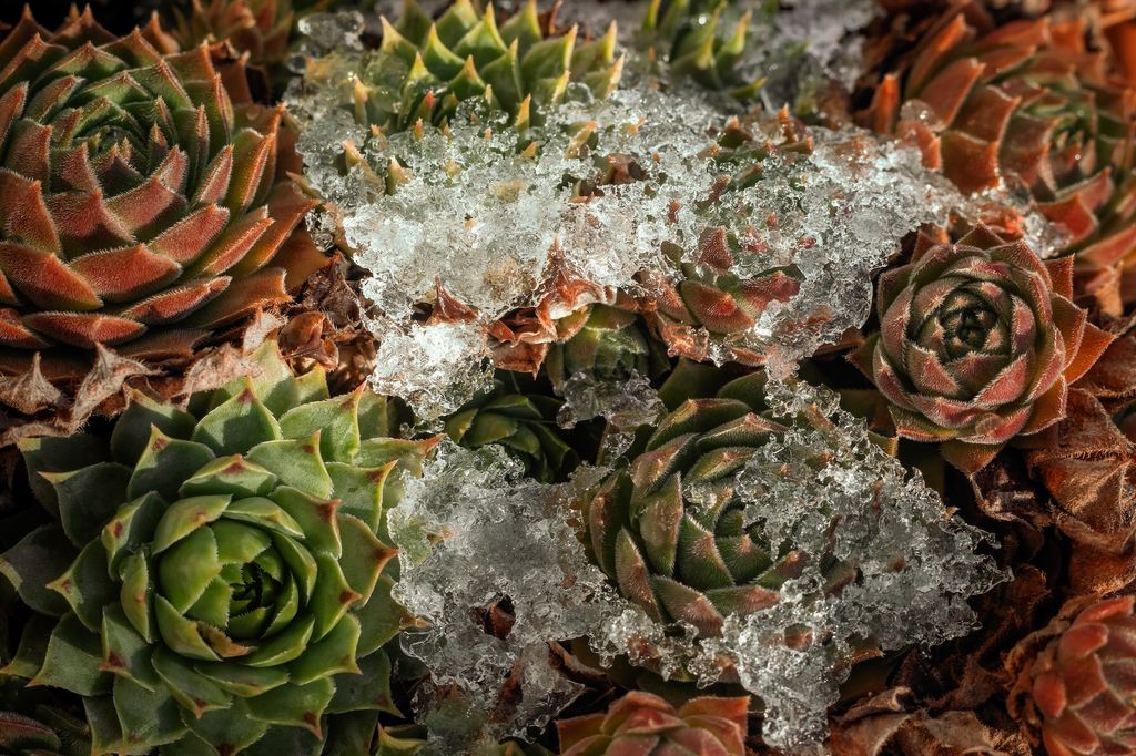 Suculenta siempreviva 