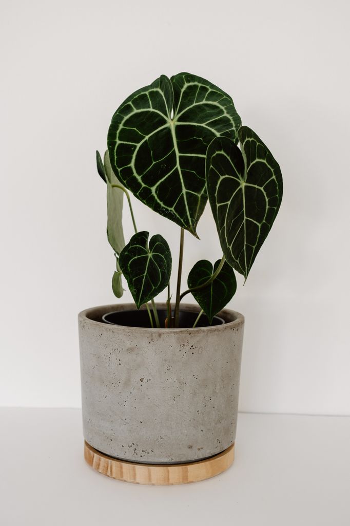 Anthurium Clarinervium o anturio terciopelo. 
