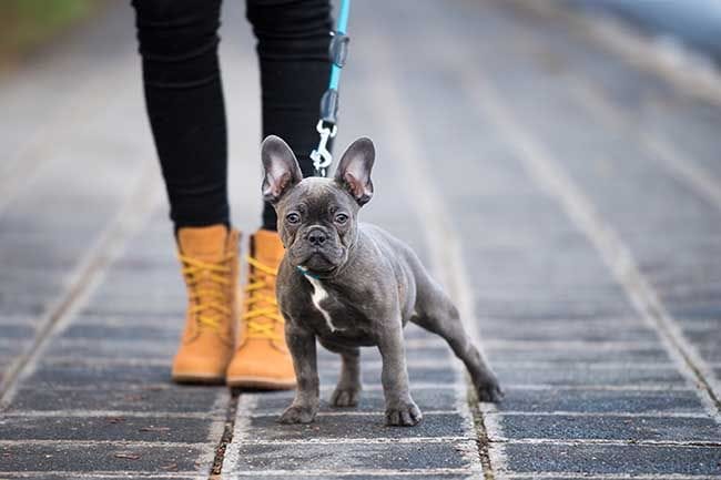 Esta es tu relación con tu mascota en función de tu signo zodiacal