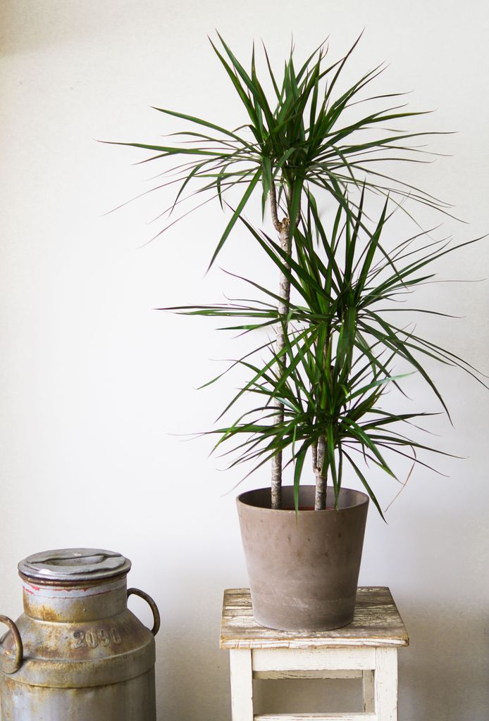 Dracena marginata. 