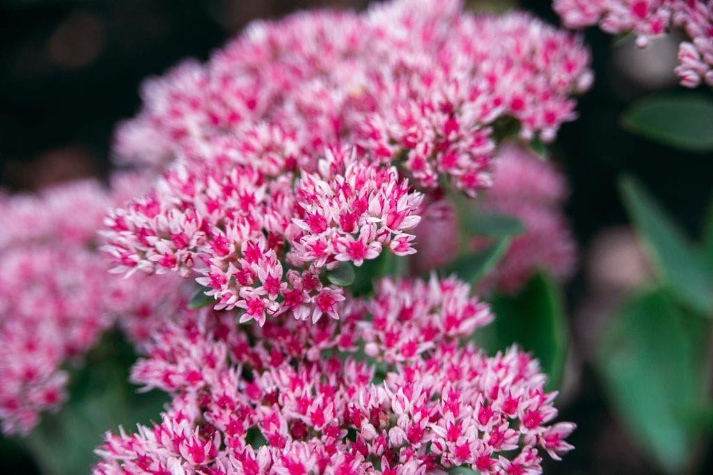 Telefíos ('Sedum telephium')