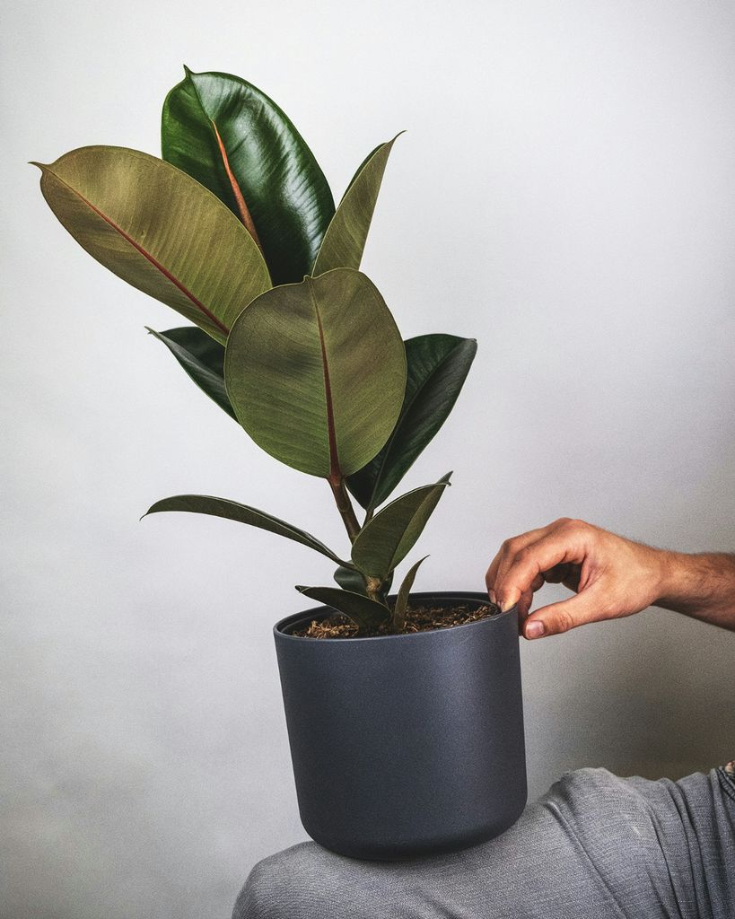 Ficus elastica