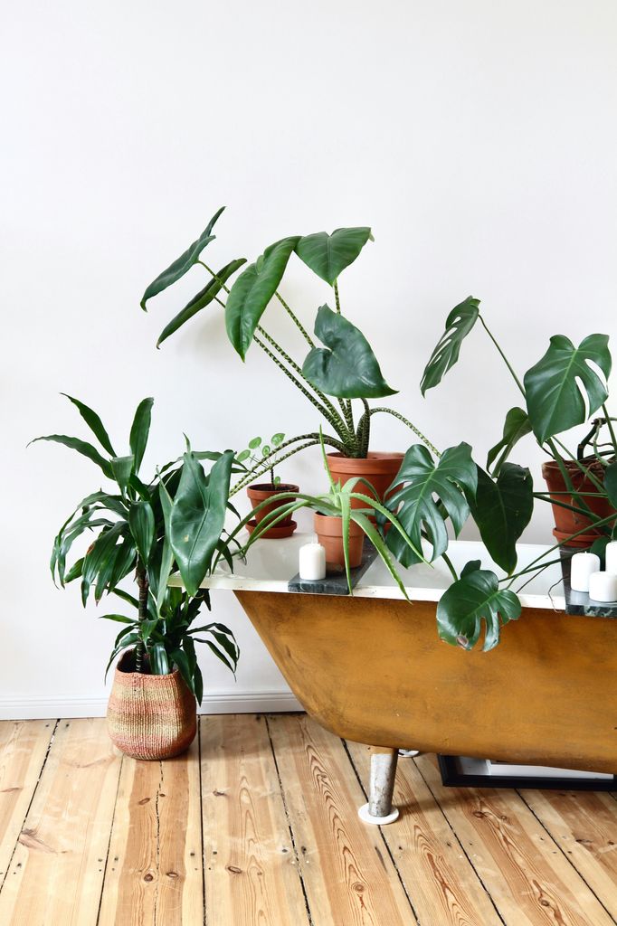 Plantas en una bañera